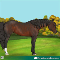 Horse Color:Liver Chestnut