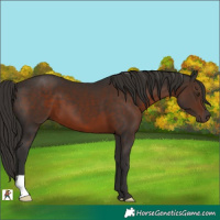 Horse Color:Liver Chestnut 