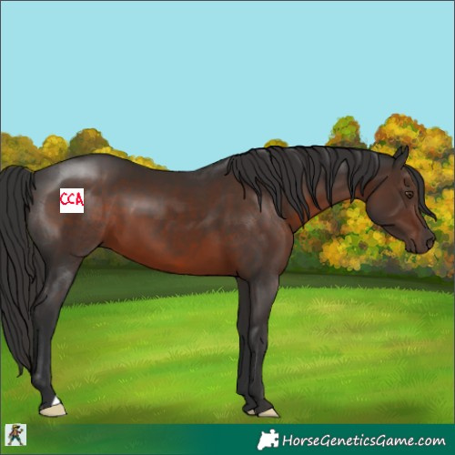 Horse Color:Liver Chestnut 