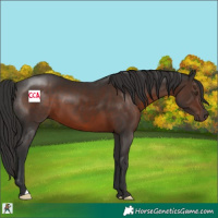 Horse Color:Liver Chestnut 