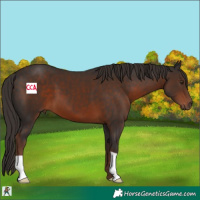 Horse Color:Liver Chestnut 