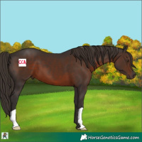 Horse Color:Liver Chestnut 