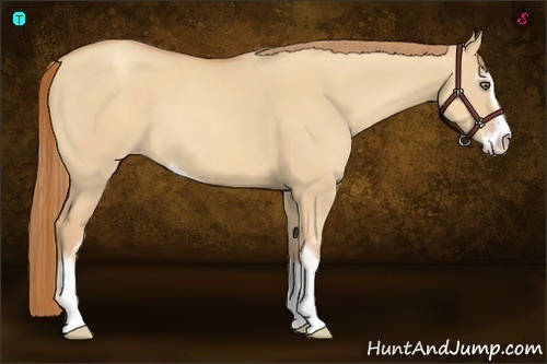 Horse Color:Gold Champagne Dun Sabino 
