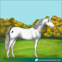 Horse Color:Sable Champagne Splash Appaloosa Rabicano
