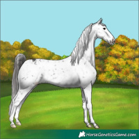 Horse Color:White Spotted Smoky Black Appaloosa 
