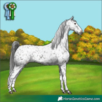 Horse Color:Black Appaloosa
