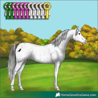 Horse Color:Smoky Black Appaloosa 