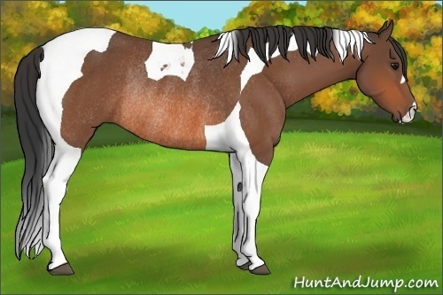 Horse Color:Bay Tobiano Rabicano 