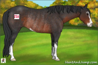 Horse Color:Brown Sabino Rabicano 