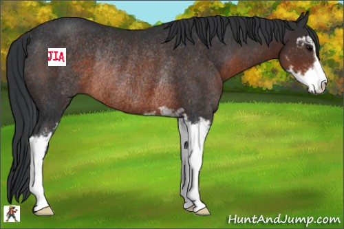 Horse Color:Brown Sabino Rabicano