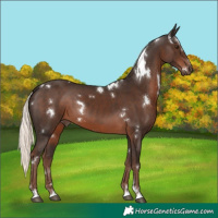 Horse Color:White Spotted Liver Chestnut Mushroom