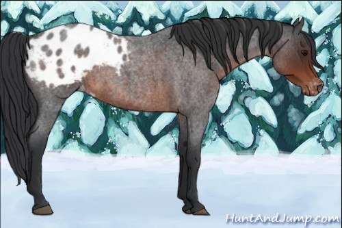 Horse Color:Brown Roan Mushroom Appaloosa 