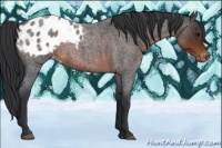 Horse Color:Brown Roan Mushroom Appaloosa 