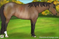 Horse Color:Buckskin Rabicano 