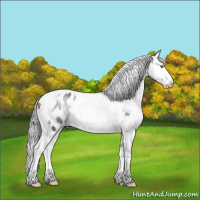 Horse Color:Bay Chinchilla Onyx Tobiano Appaloosa 