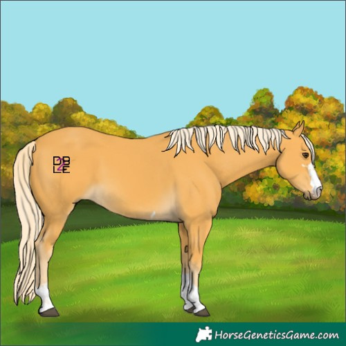 Horse Color:Palomino 