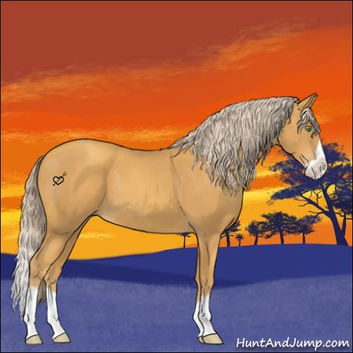 Horse Color:Gold Cream Champagne Splash 