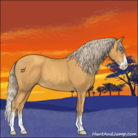 Horse Color:Gold Cream Champagne Splash 