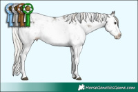 Horse Color:Silver Black Sabino Splash