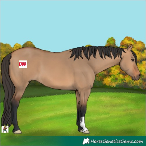 Horse Color:Bay Dun