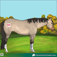 Horse Color:Brown Dun