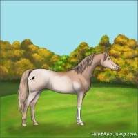 Horse Color:Gold Champagne Appaloosa 