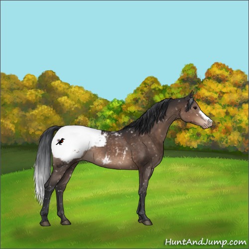 Horse Color:Brown Appaloosa 
