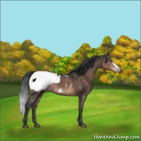 Horse Color:Brown Appaloosa 