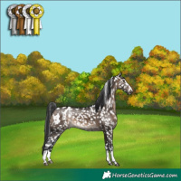 Horse Color:Brown Dun Appaloosa 
