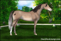 Horse Color:Sable Champagne Appaloosa