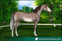 Horse Color:Sable Champagne Appaloosa