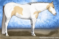 Horse Color:Amber Champagne Dun Splash Tobiano Frame 