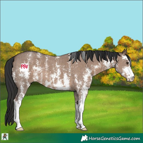 Horse Color:Liver Red Dun Sabino 
