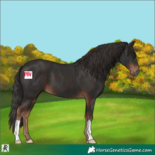 Horse Color:Liver Chestnut 