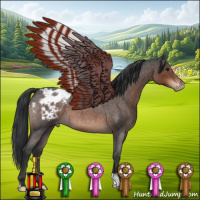 Horse Color:Brown Roan Appaloosa 