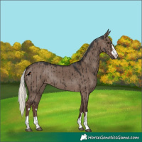 Horse Color:Liver Red Dun Mushroom Rabicano Brindle 