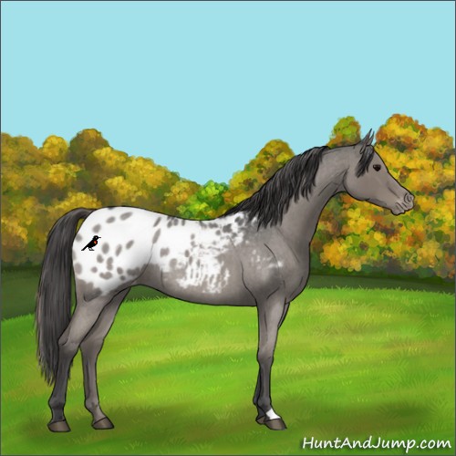 Horse Color:Grullo Roan Mushroom Appaloosa Rabicano Brindle