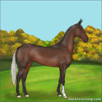Horse Color:Liver Chestnut Mushroom 