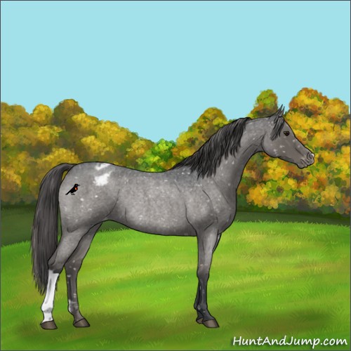 Horse Color:Grullo Roan Mushroom Snowflake Varnish Rabicano 