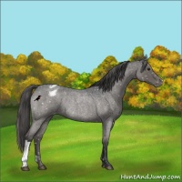 Horse Color:Grullo Roan Mushroom Snowflake Varnish Rabicano 