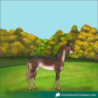 Horse Color:Liver Chestnut Rabicano 