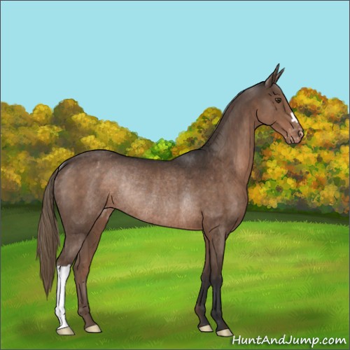 Horse Color:Liver Chestnut Varnish Rabicano