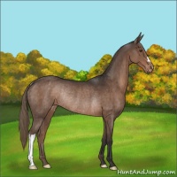 Horse Color:Liver Chestnut Varnish Rabicano 