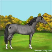 Horse Color:Blue Roan Rabicano