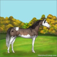 Horse Color:Brown Dun Mushroom Splash Appaloosa Brindle
