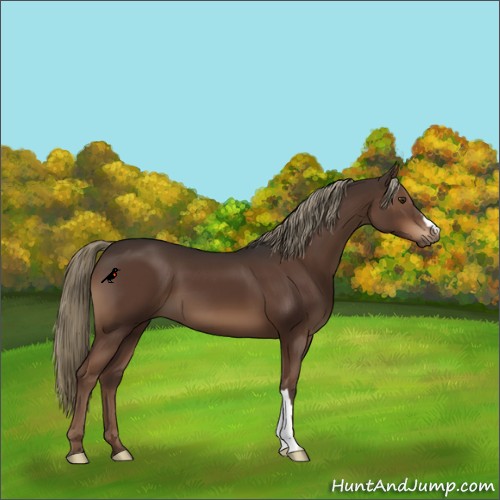 Horse Color:Liver Chestnut 