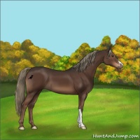 Horse Color:Liver Chestnut 