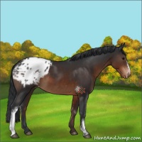 Horse Color:White Spotted Brown Appaloosa 