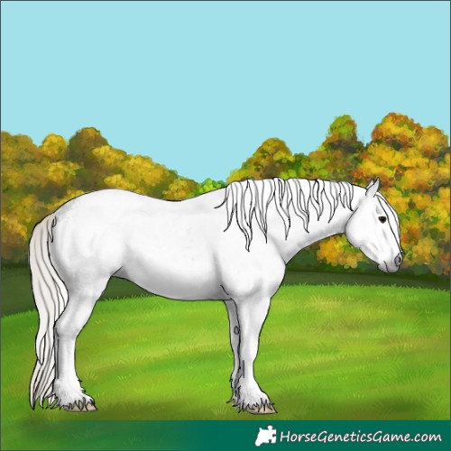 Horse Color:Gray White Spotted Silver Black Rabicano 