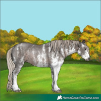 Horse Color:Gray White Spotted Silver Black Rabicano 